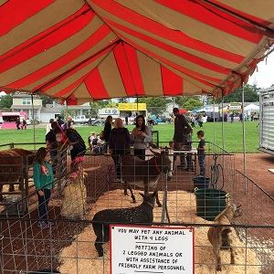 Fair Petting Zoo