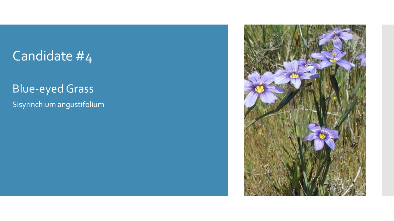 Blue-eyed Grass