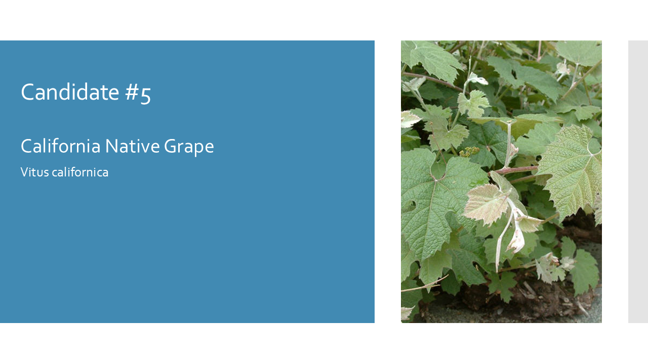 California Native Grape