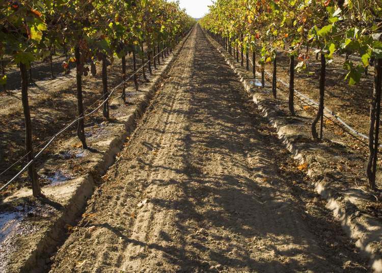 Drip irrigation in a vineyard in California